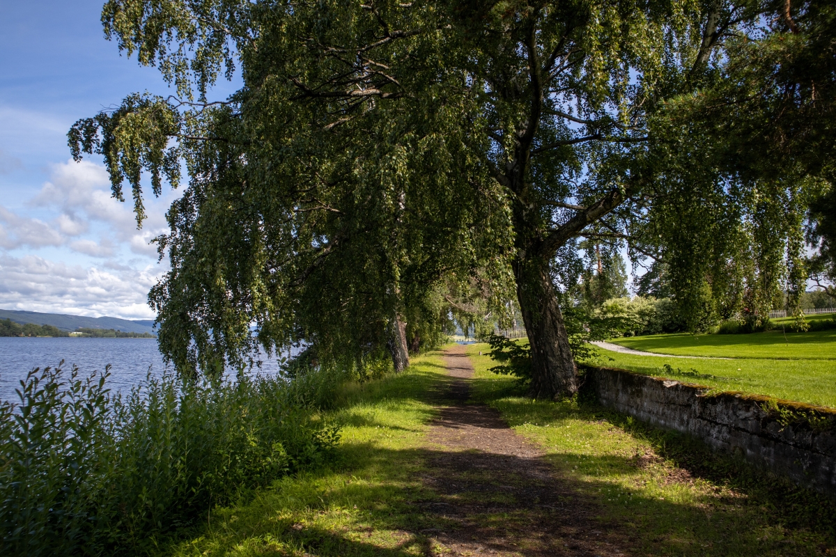a path with trees and grass by a body of water