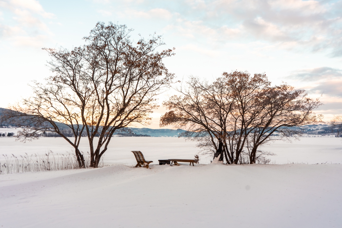 a bench and trees in the snow