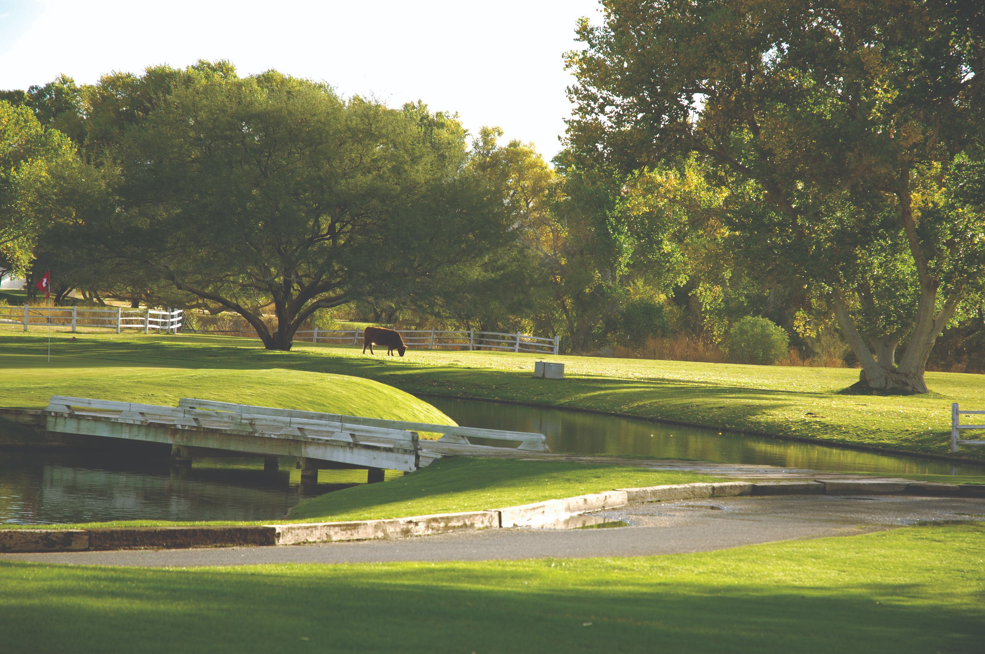 a cow grazing on grass by a pond