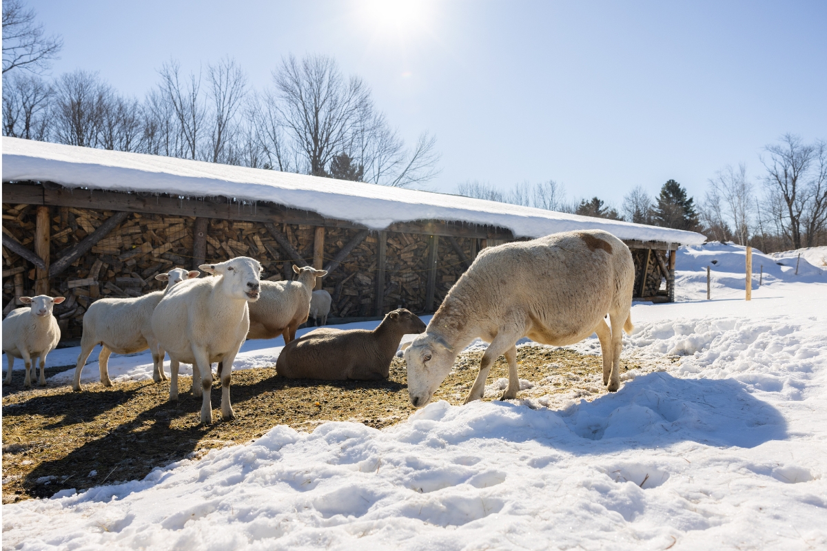 a group of sheep in a snowy field