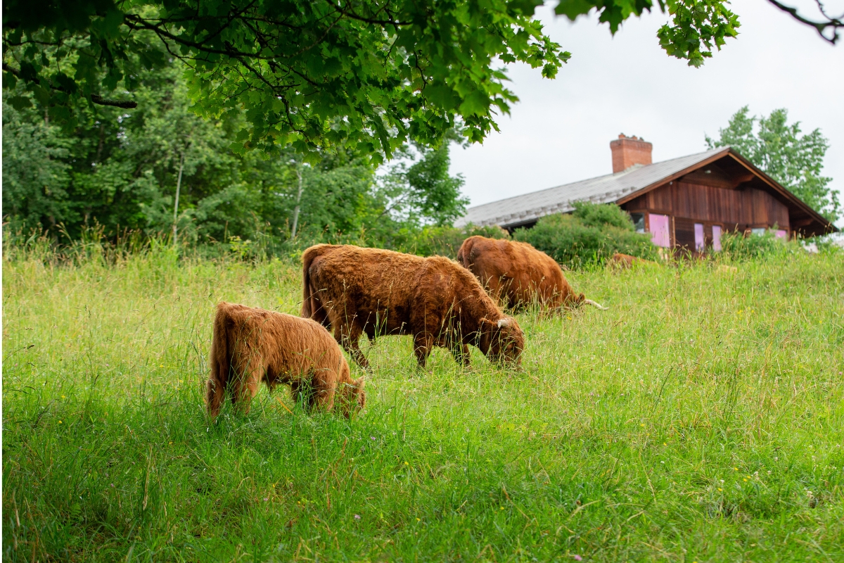 a group of cows grazing in a grassy field