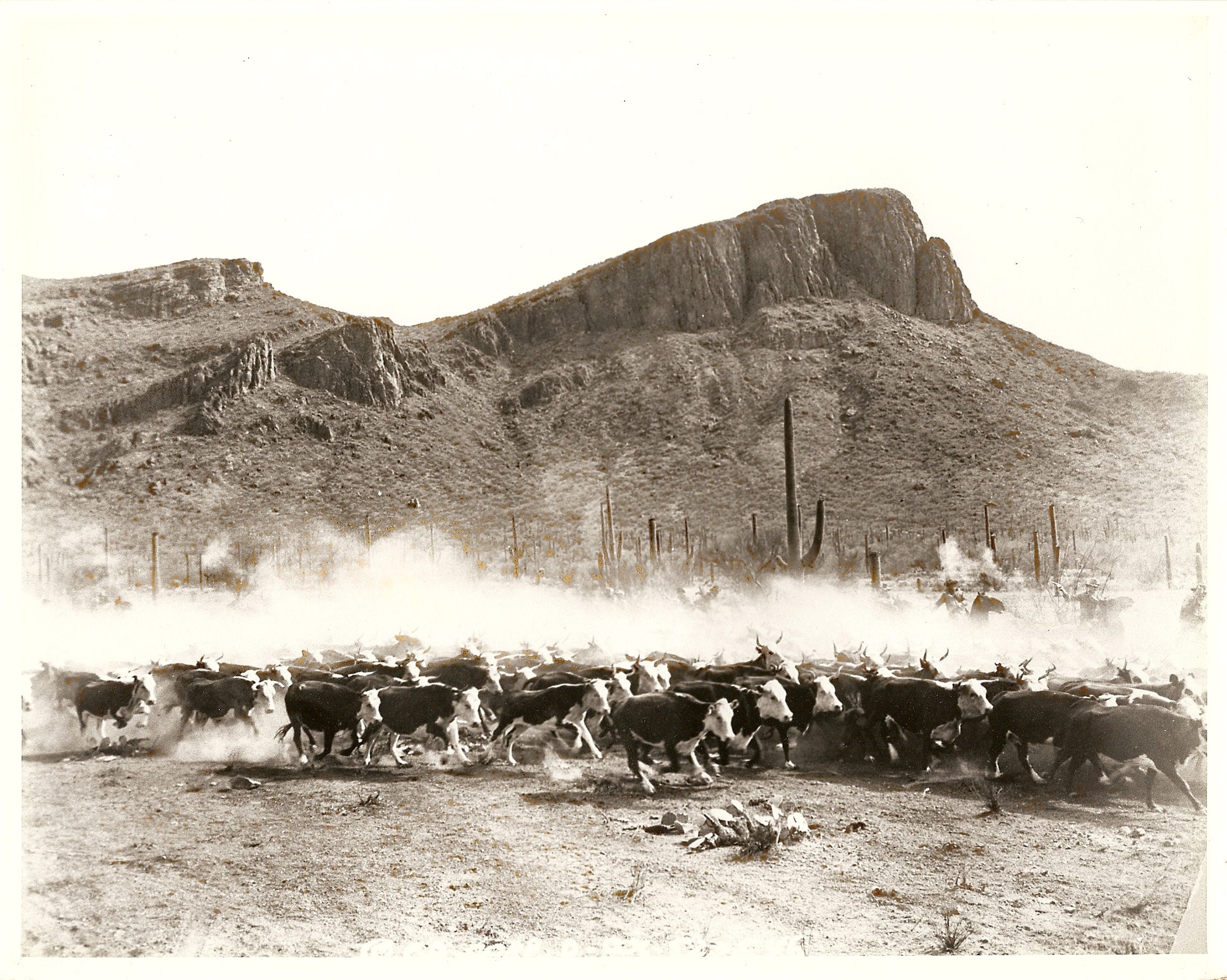a herd of cattle running through a desert