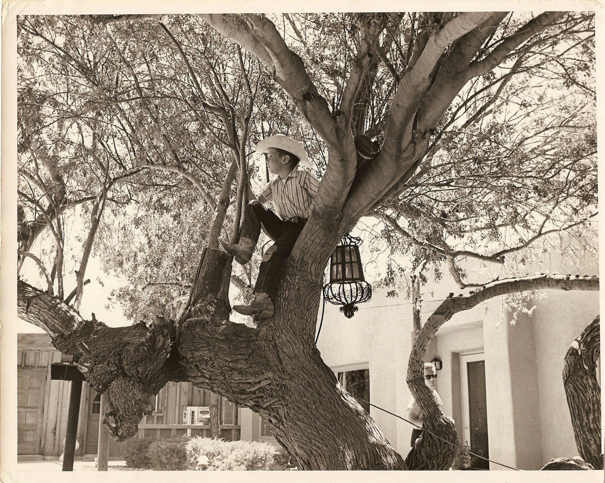 a man sitting in a tree