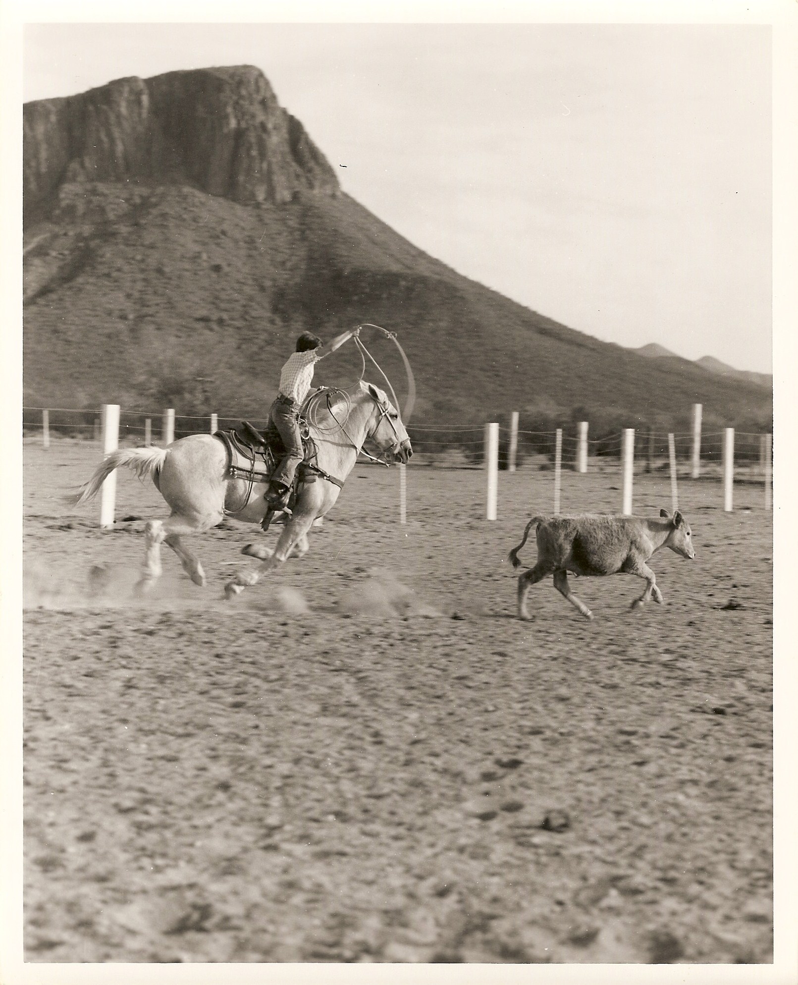a man riding a horse and running a cow