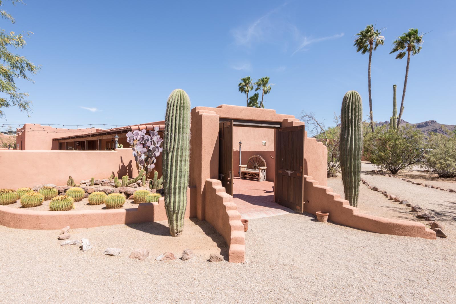 a cactus in a desert