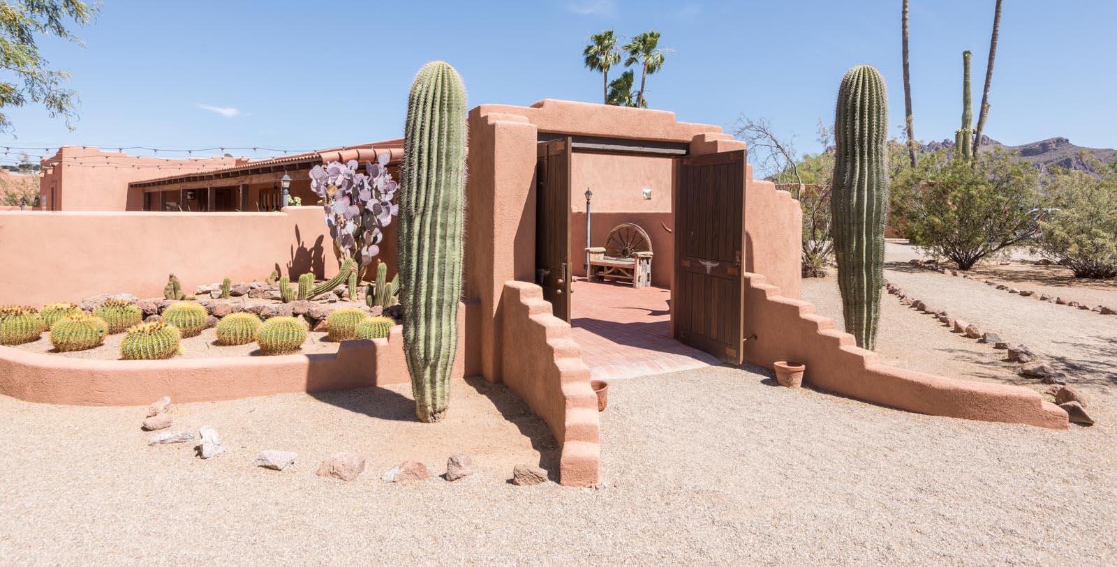 a cactus in a desert