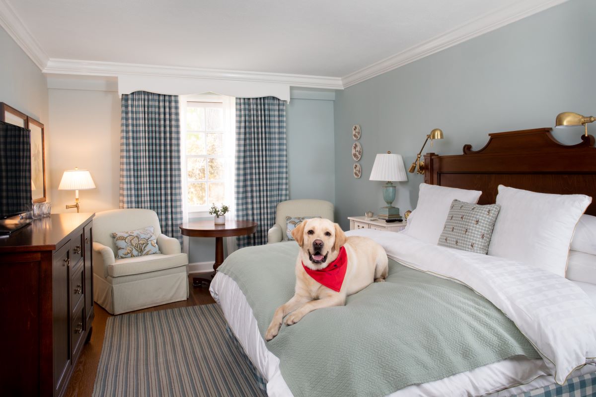 a dog lying on a bed