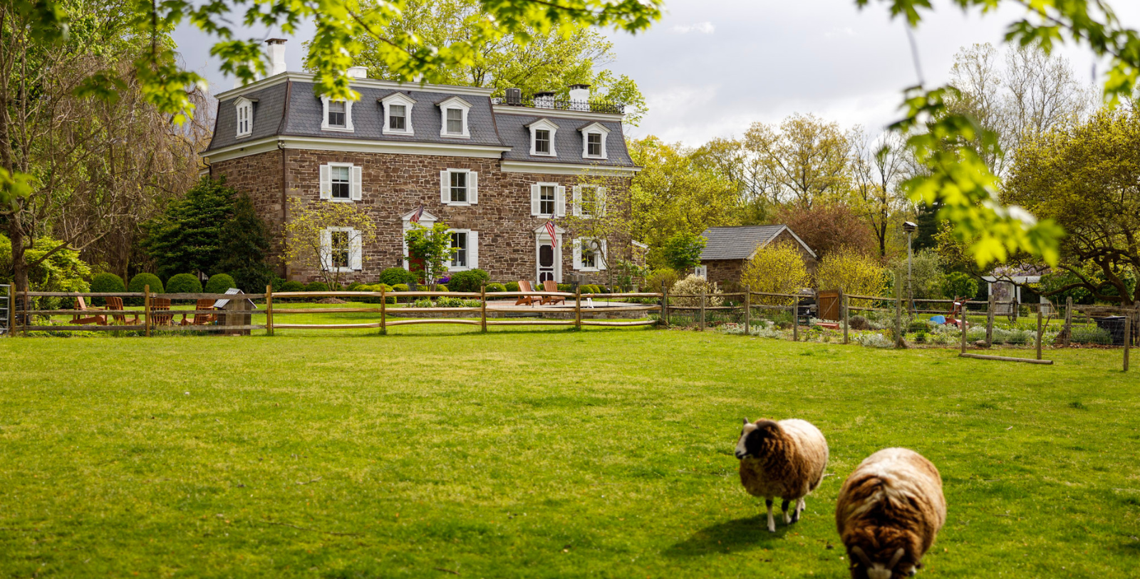 a sheep in a yard