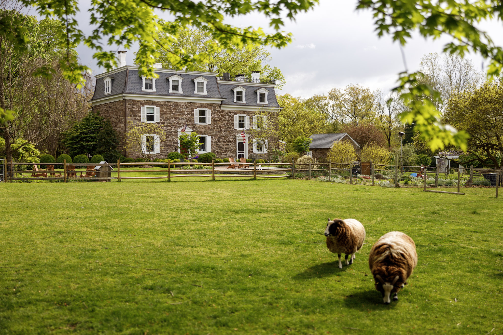 sheep in a yard