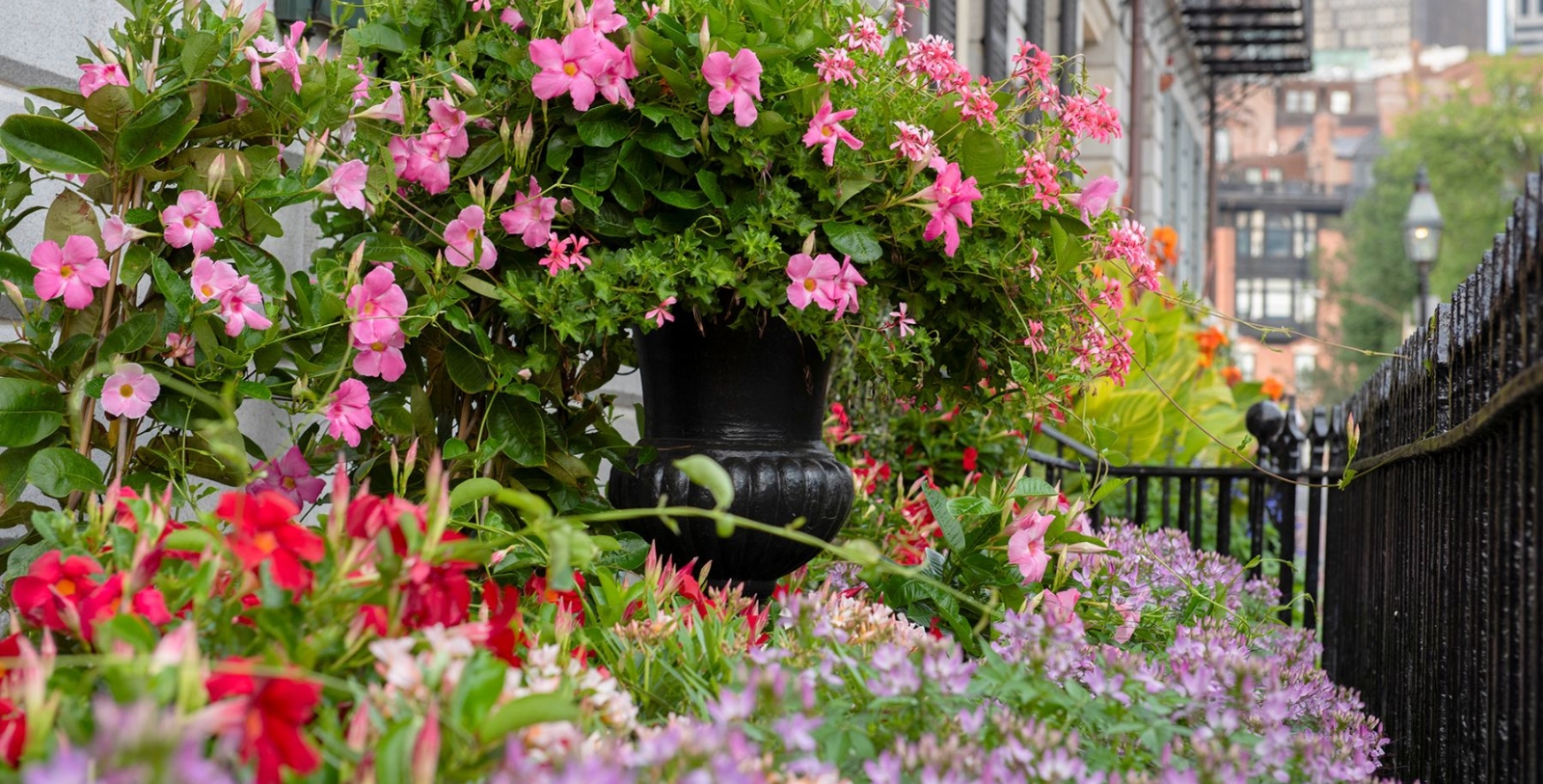 a pot with pink flowers